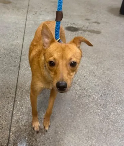 An adult small-sized male Chihuahua dog named Chapo for adoption in Honolulu, HI