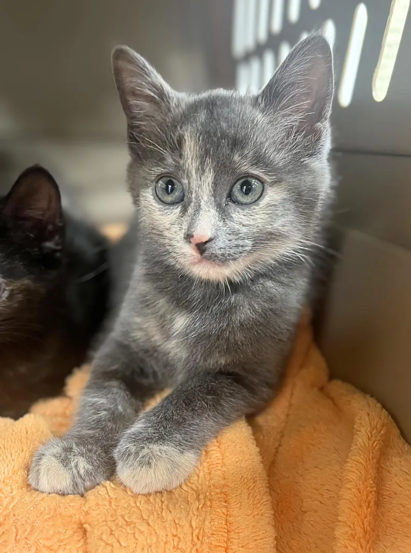 A baby medium-sized female Dilute Tortoiseshell Domestic Short Hair cat named Griselda Blanco for adoption in Seville, OH