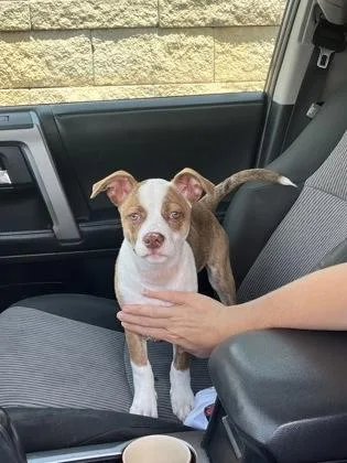 A baby small-sized female Mixed Breed dog named Nougat for adoption in Atlanta, GA