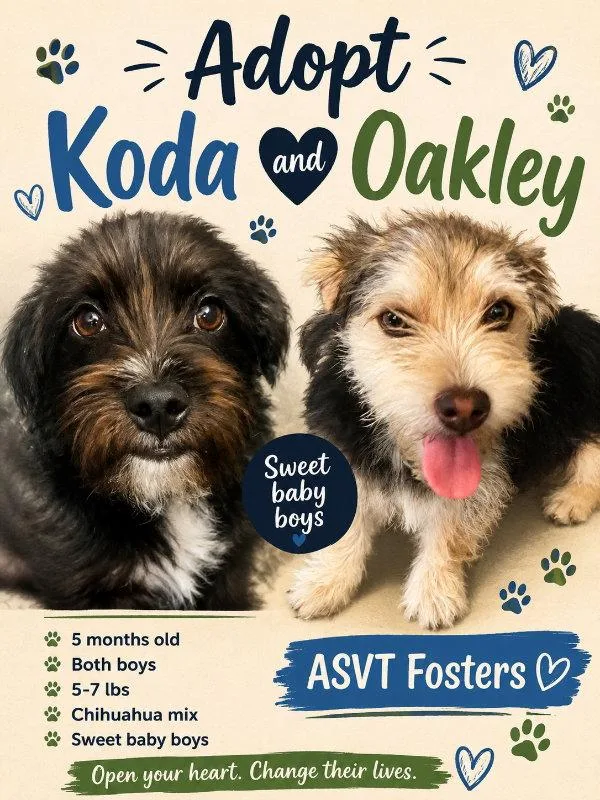 Koda