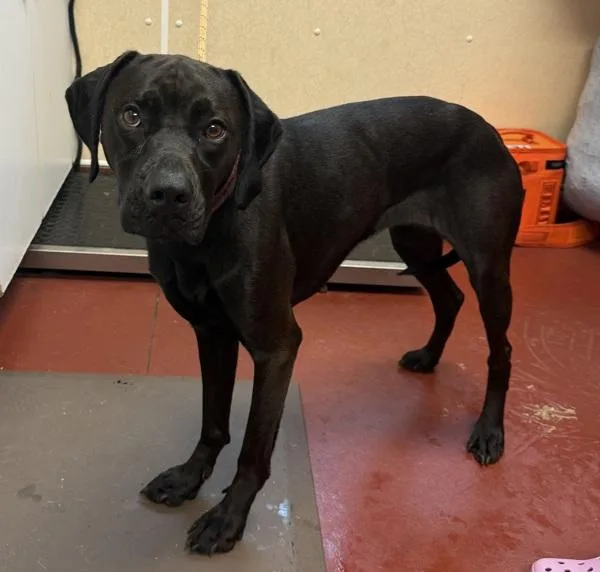 A young medium-sized female Labrador Retriever dog named Watermelon for adoption in Salisbury, MD