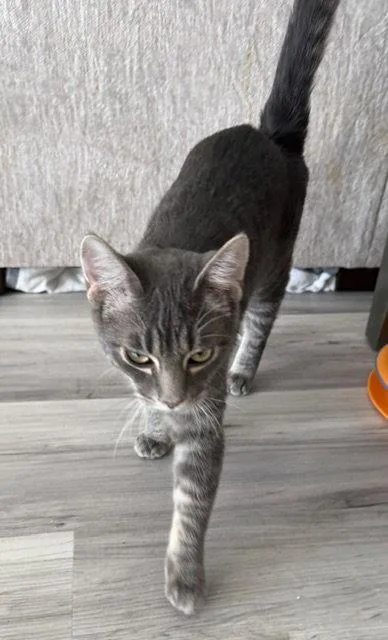 A young medium-sized male Tabby (Gray / Blue / Silver) American Shorthair cat named Jack for adoption in Orlando, FL