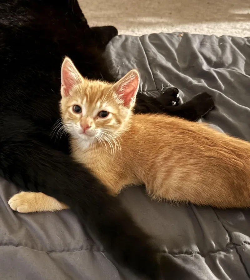 A baby large-sized male Tabby (Orange / Red) Domestic Short Hair cat named Rupert and Harry for adoption in Seattle, WA