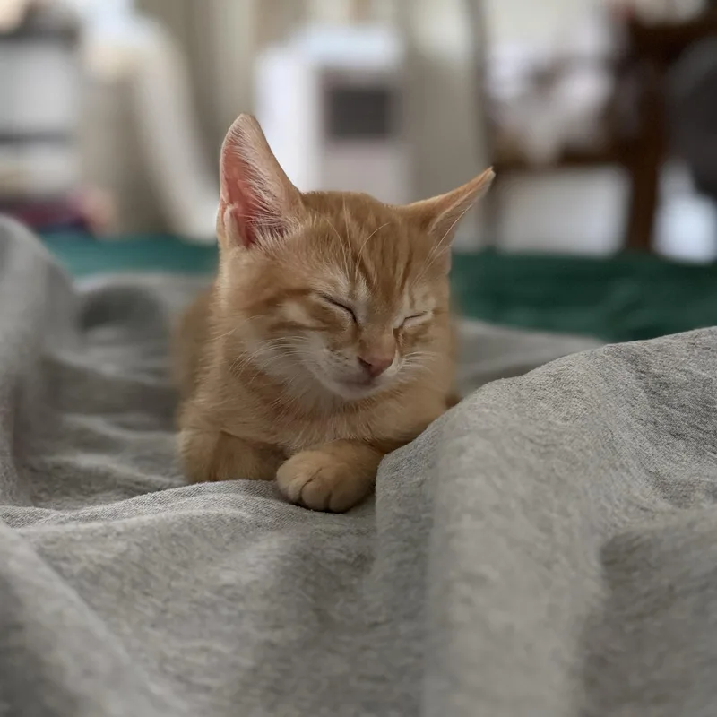 Rupert and Harry thumbnail 4
