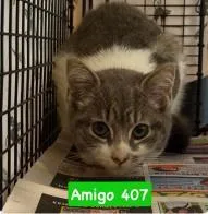 A baby medium-sized female Domestic Short Hair cat named Amigo for adoption in West Chester, PA