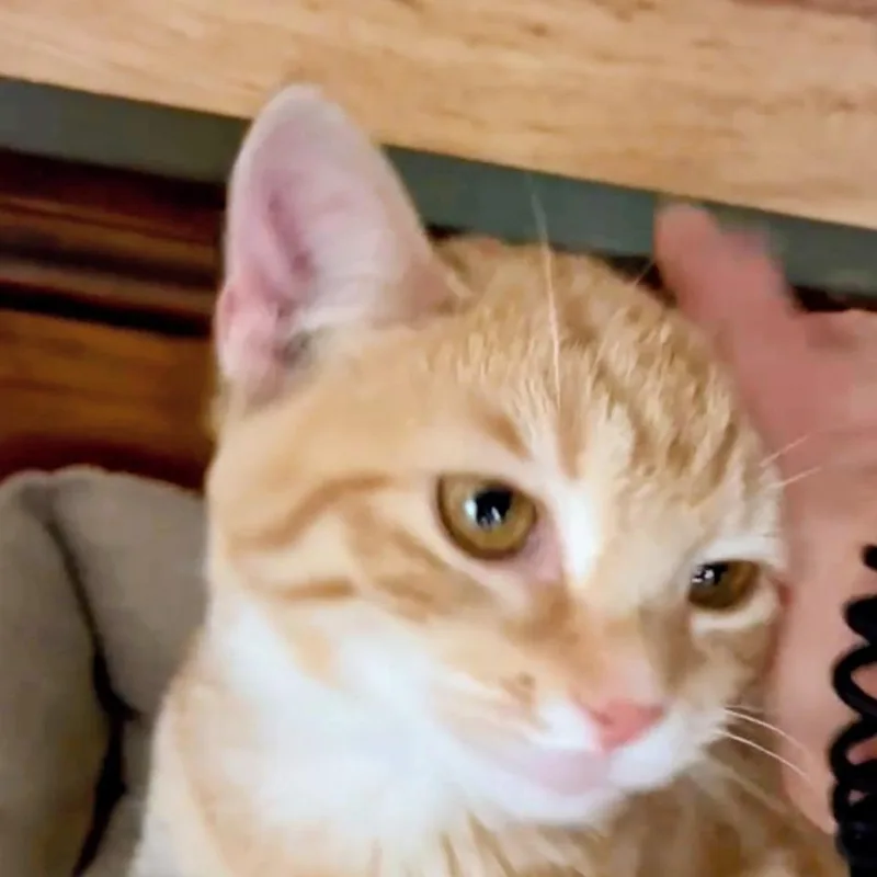 A baby medium-sized female Orange / Red Domestic Short Hair cat named Reese in Glen Allen for adoption in Alexandria, VA