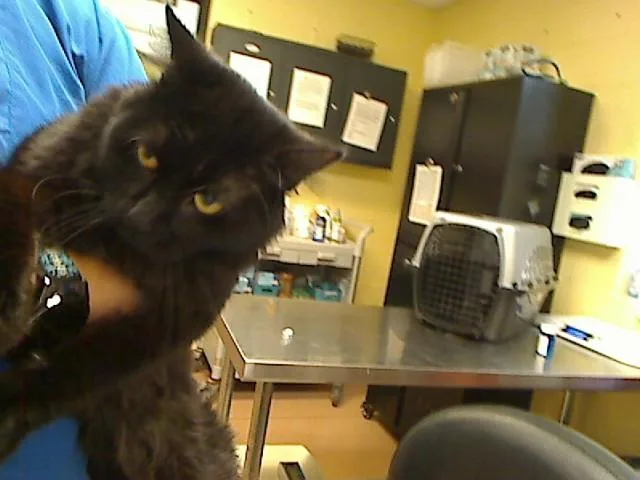 A young medium-sized male Domestic Medium Hair cat named Juneberry for adoption in Cookeville, TN