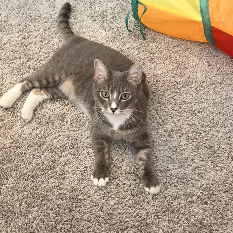 Tabbytha