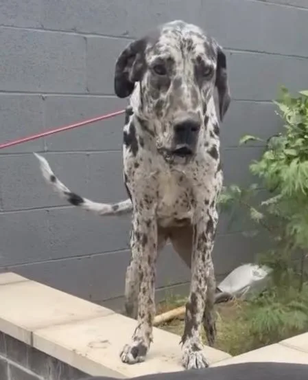 A young extra large-sized female Great Dane dog named Johanna for adoption in Long Beach, CA