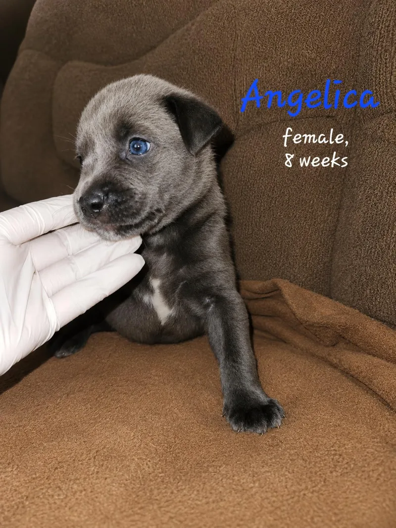 A baby medium-sized female Labrador Retriever dog named Angelica for adoption in Carmel, NY