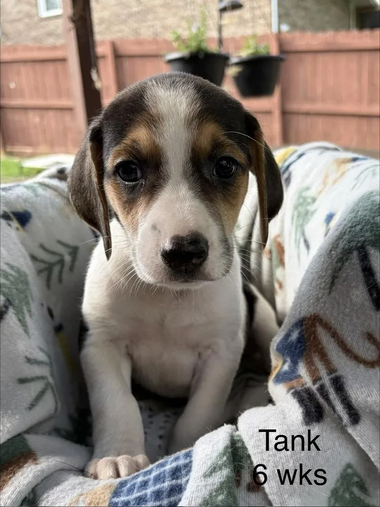 Tank thumbnail 4