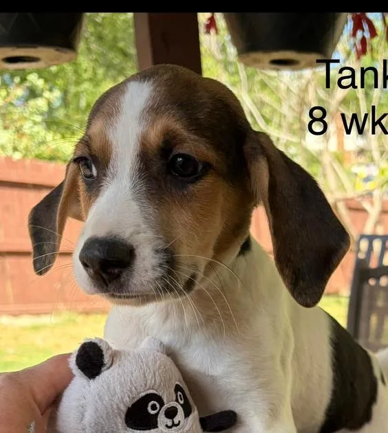 Tank thumbnail 5