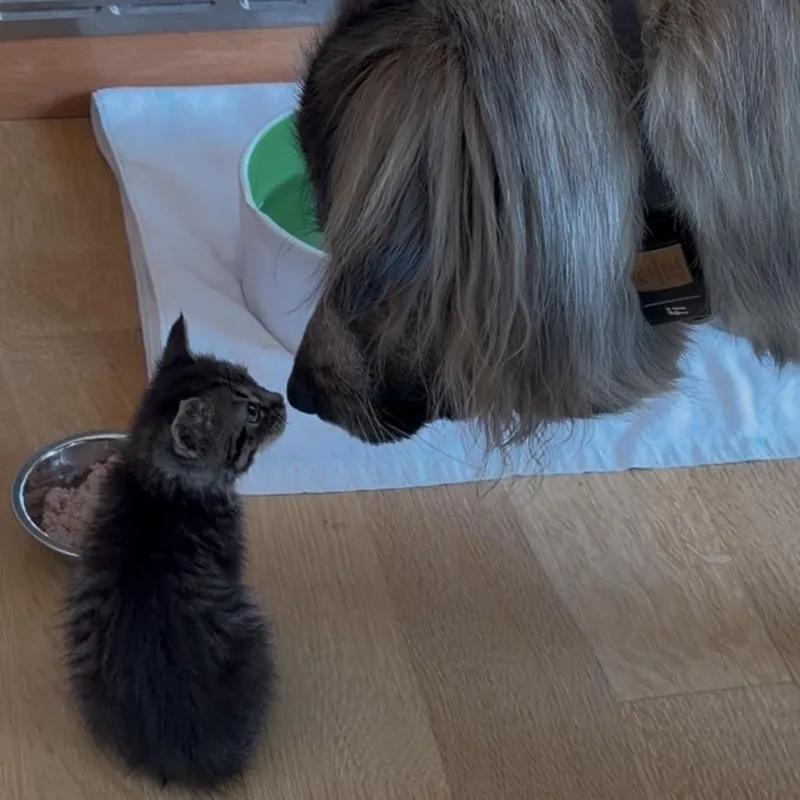A baby small-sized male Brown / Chocolate Domestic Short Hair cat named Wolf for adoption in Point Richmond, CA