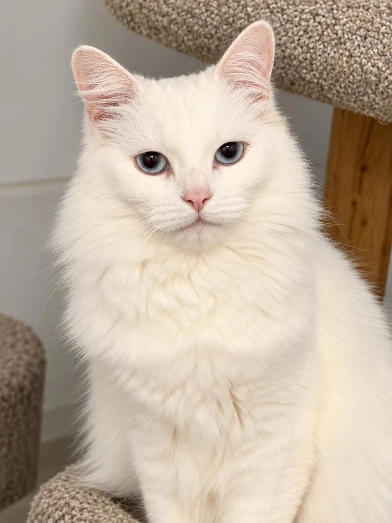 A young large-sized female White Turkish Angora cat named Marie the Snow Queen for adoption in Fresno, CA