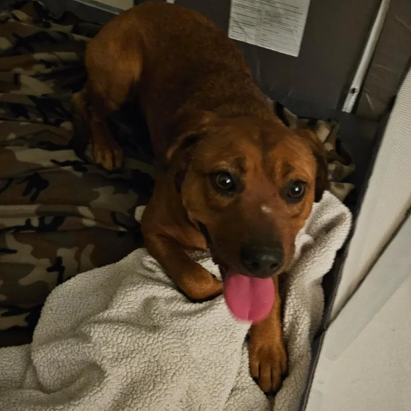 Gertrude thumbnail 2