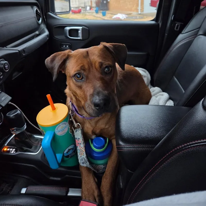 Gertrude thumbnail 5