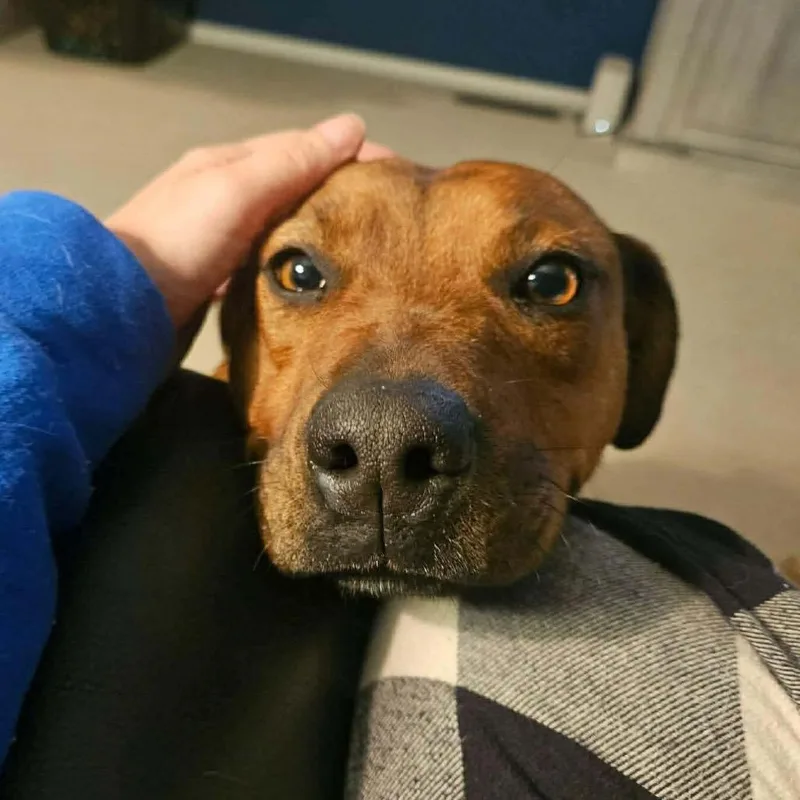 Gertrude thumbnail 6