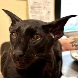 A senior small-sized male Oriental Short Hair cat named ObBe for adoption in Burlington, WA