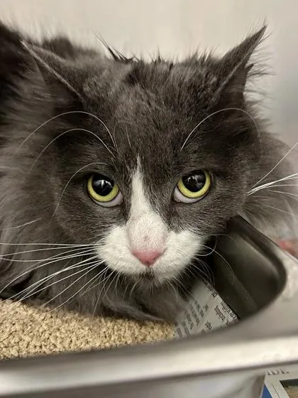 An adult large-sized female Gray / Blue / Silver Domestic Long Hair cat named Grace for adoption in Wichita, KS