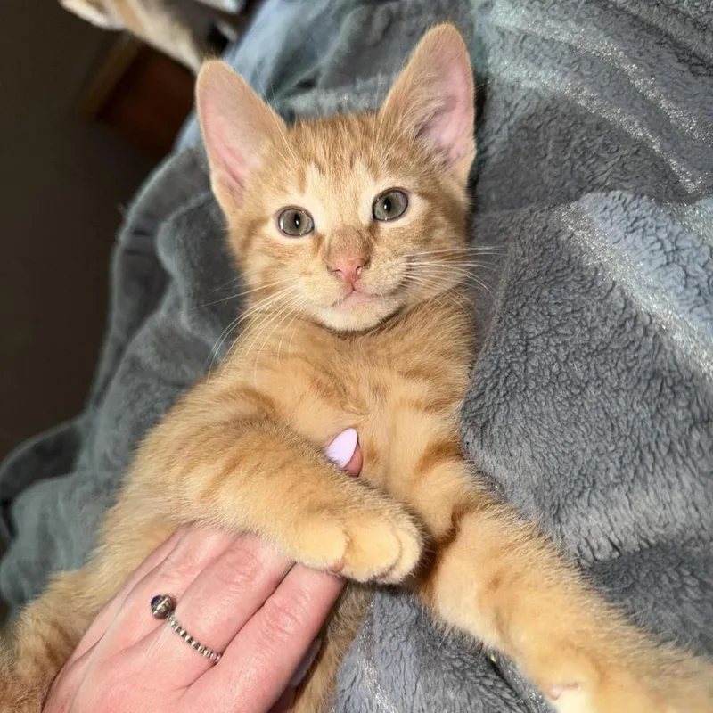 A baby small-sized male Orange / Red Domestic Short Hair cat named Chevy for adoption in Danbury, CT