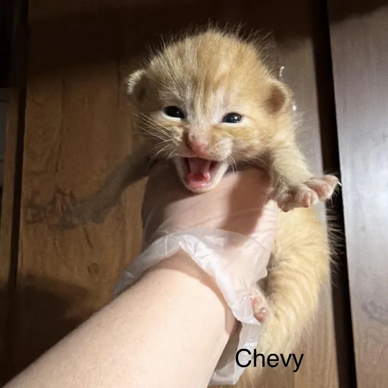 Chevy thumbnail 3