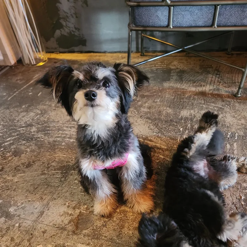 A young small-sized female Maltipoo dog named Winter for adoption in Stone Mountain, GA