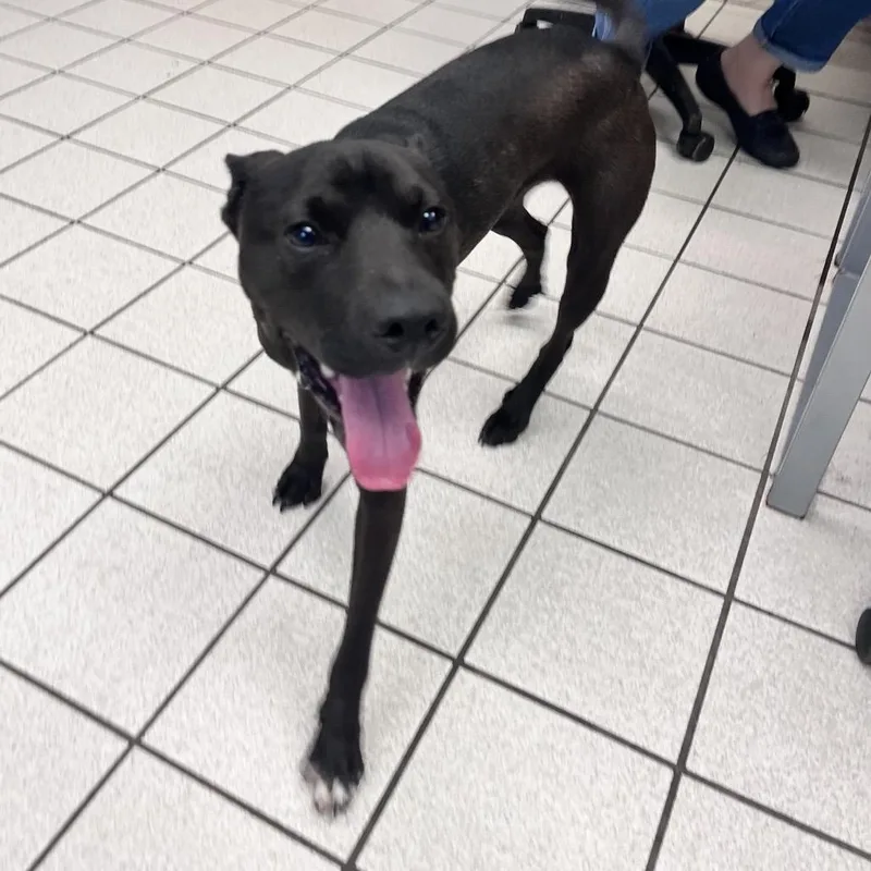A young medium-sized male Black Mixed Breed dog named McDonald for adoption in Charleston, WV