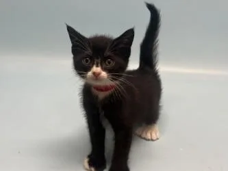 A baby small-sized female Domestic Short Hair cat named Magpie for adoption in Golden Valley, MN