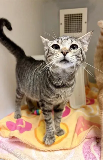 A baby small-sized female Domestic Short Hair cat named Rosalie for adoption in Statesville, NC