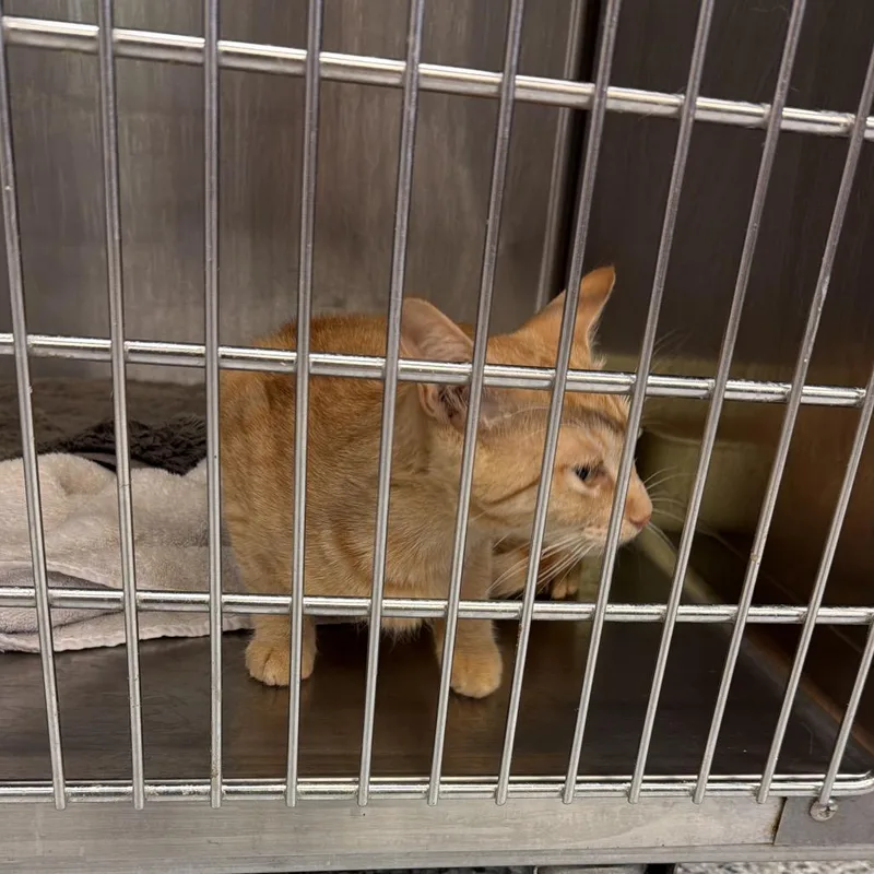 A young medium-sized male Orange / Red Domestic Short Hair cat named Charlie for adoption in Port Charlotte, FL