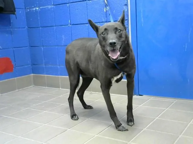 An adult medium-sized female Australian Cattle Dog / Blue Heeler dog named Luna for adoption in Albuquerque, NM