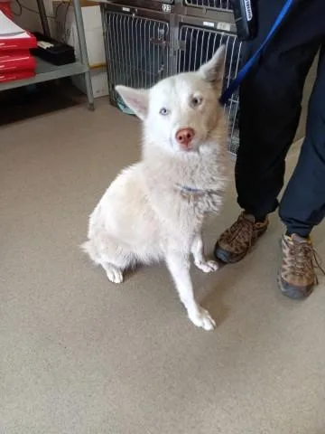 A young medium-sized female Siberian Husky dog named Nancy for adoption in San Bernardino, CA
