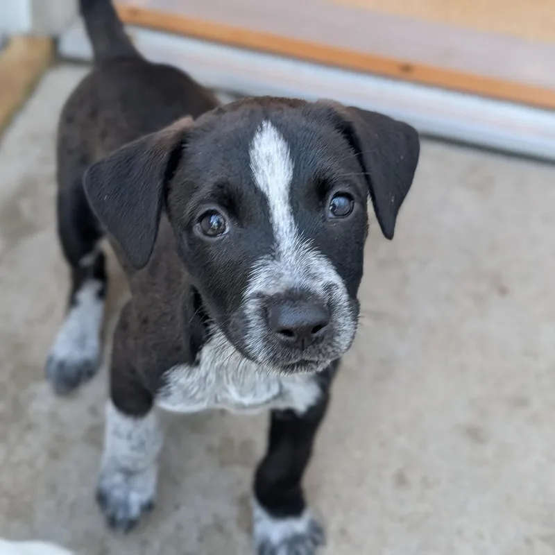 A young medium-sized female Australian Cattle Dog / Blue Heeler dog named Nova for adoption in Fenton, MI