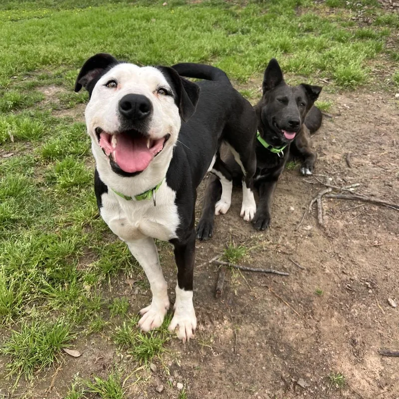 An adult medium-sized male Black Pit Bull Terrier dog named Ham Bone for adoption in Spring, TX