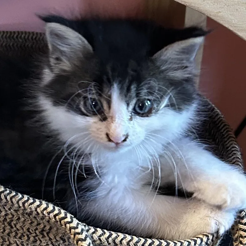 Louie