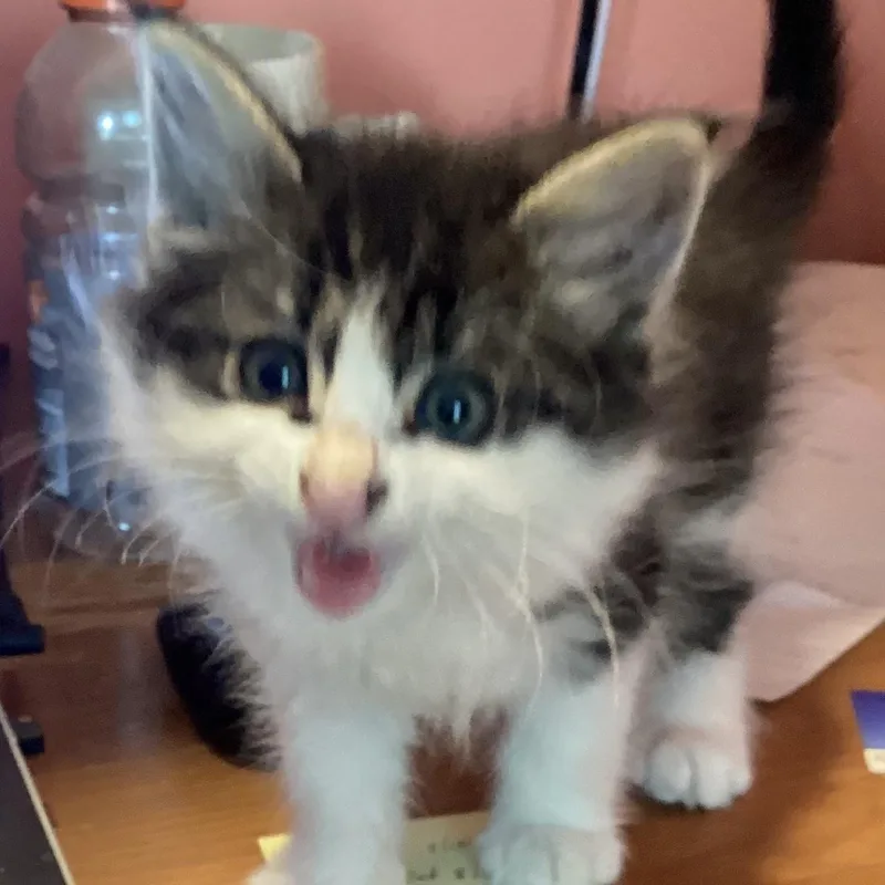 Louie thumbnail 3