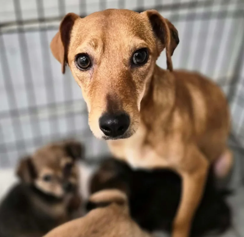 Shortcake thumbnail 2