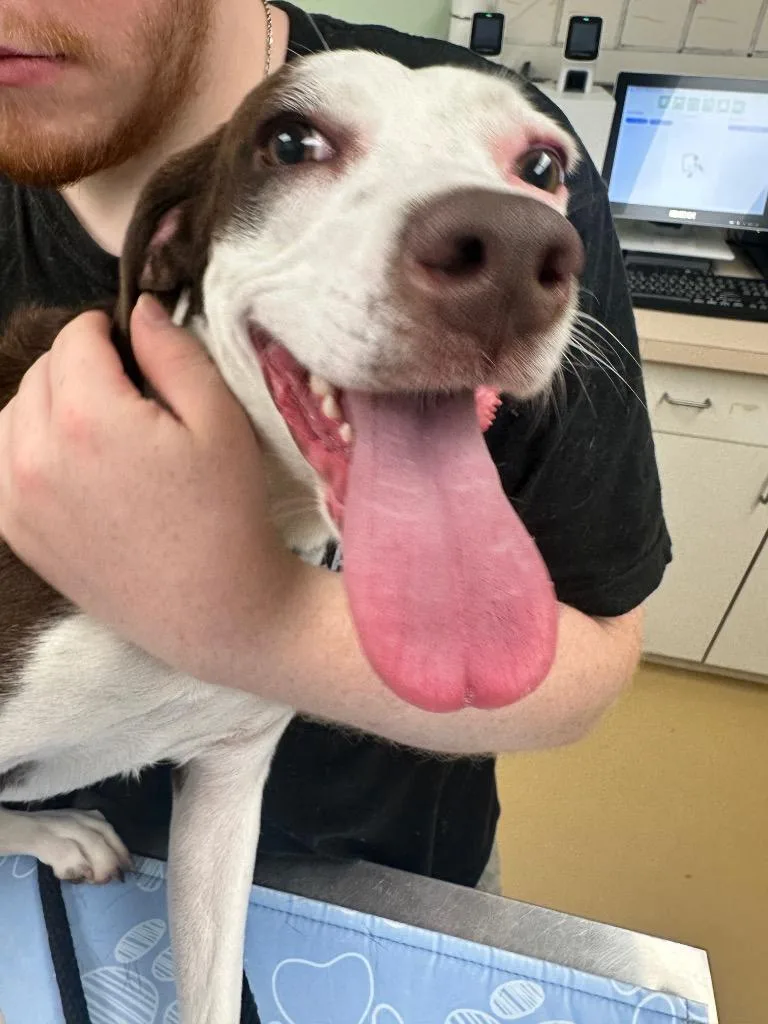 An adult medium-sized female Mixed Breed dog named Hazel for adoption in Waverly, NY