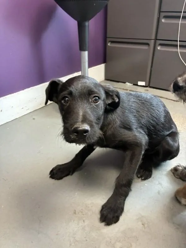 A baby small-sized male German Wirehaired Pointer dog named Fig for adoption in Salt Lake City, UT