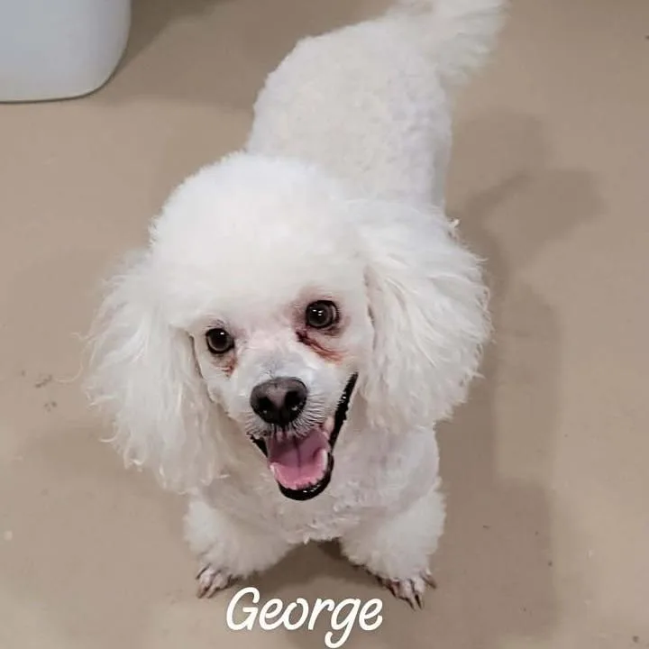 An adult small-sized male White / Cream Miniature Poodle dog named George for adoption in Buchanan Dam, TX