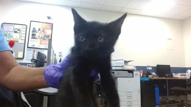 A baby small-sized male Domestic Short Hair cat named Gary for adoption in Miami, FL