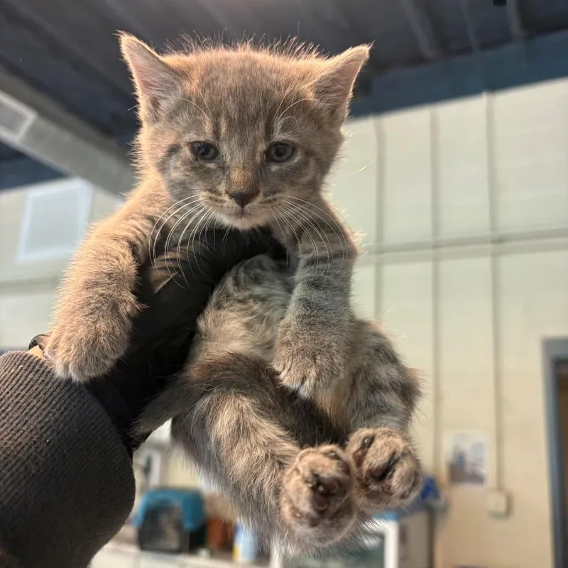 A baby small-sized female Gray / Blue / Silver Domestic Short Hair cat named Emily for adoption in Huntington, WV