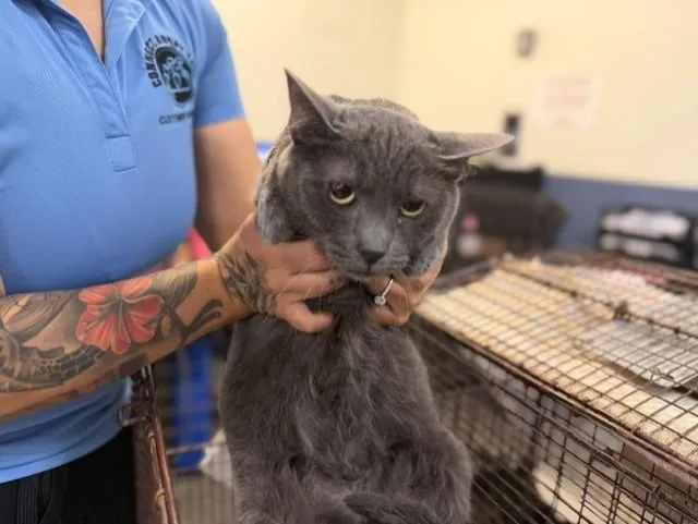 An adult small-sized female Domestic Short Hair cat named Fumasa for adoption in Miami, FL