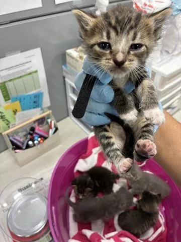 A baby small-sized female Domestic Short Hair cat named Nebula for adoption in San Martin, CA