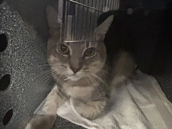 A young medium-sized male Domestic Short Hair cat named Jeep Wrangler for adoption in New York, NY