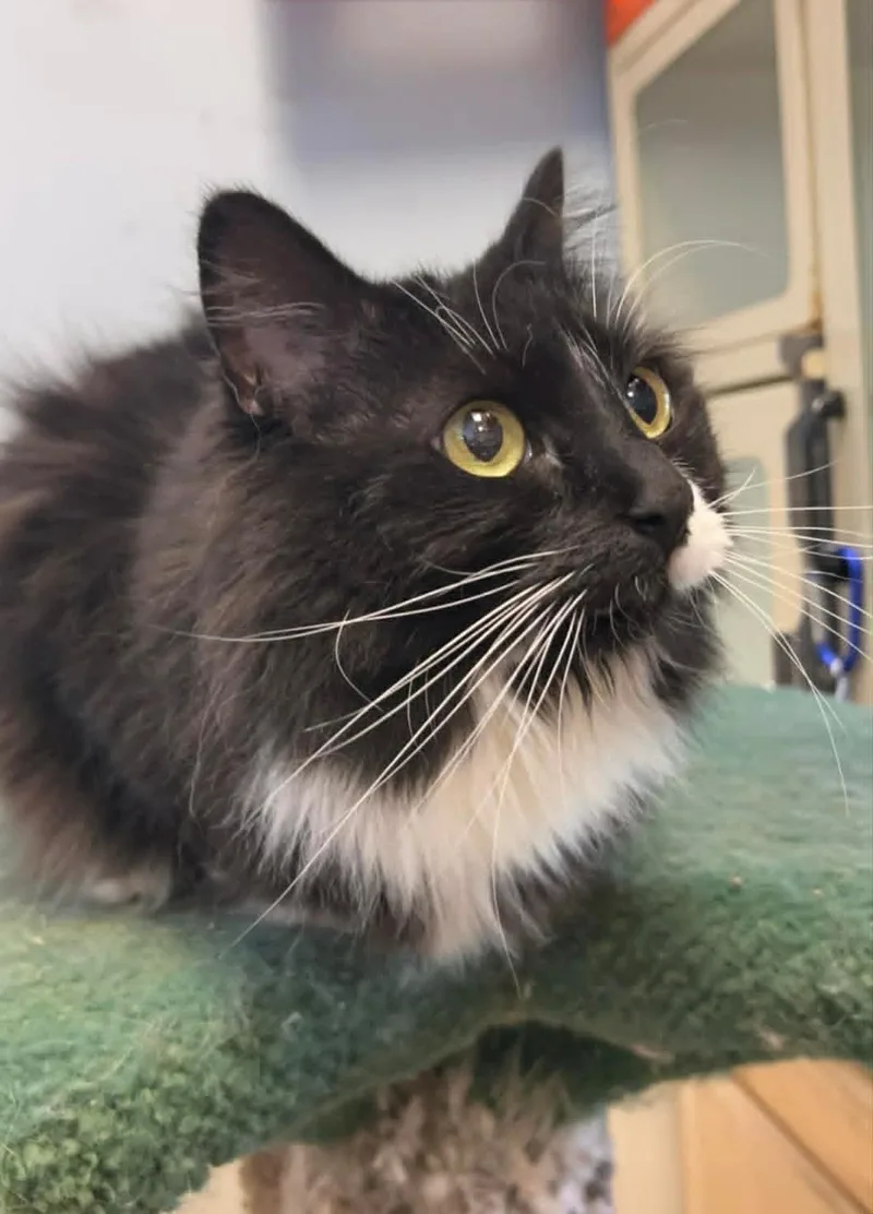 A senior medium-sized female Black & White / Tuxedo Tuxedo cat named Harley for adoption in Lenexa, KS