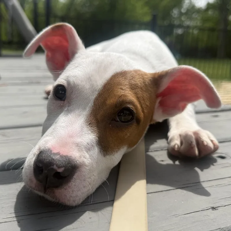 A baby medium-sized female White / Cream Pit Bull Terrier dog named Opal for adoption in Monroe, MI