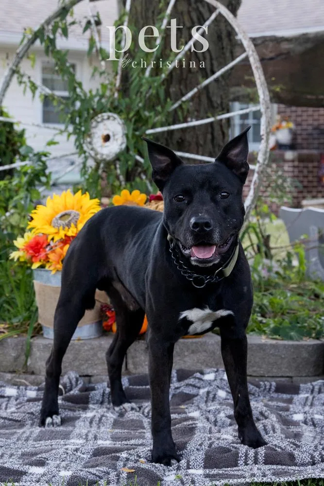 An adult large-sized male Tricolor (Brown, Black, & White) Shepherd dog named DK King for adoption in Warrenton, MO