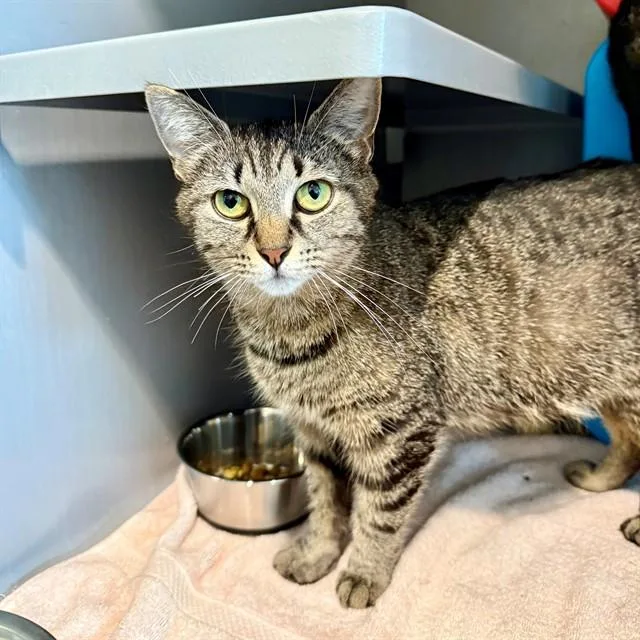A young medium-sized female Domestic Short Hair cat named Petunia for adoption in Leesburg, VA
