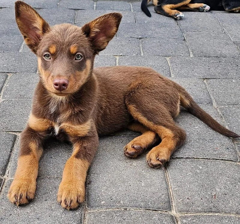 A baby small-sized female Mixed Breed dog named Ginger Spice for adoption in Mesa, AZ